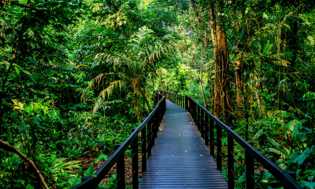 Wandern Costa Rica Los Quetzales Nationalpark Jungle 