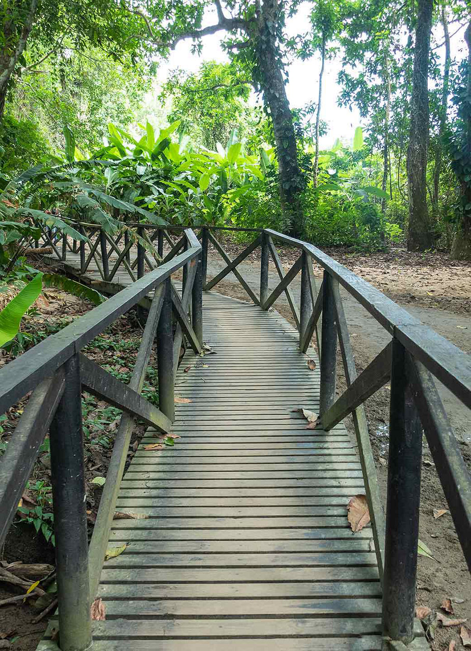 Tayrona Bridge