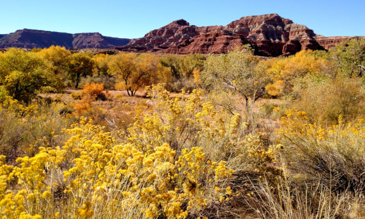 Aussicht Natur gelbe Blumen Felsen Zion Nationalpark Las Vegas 