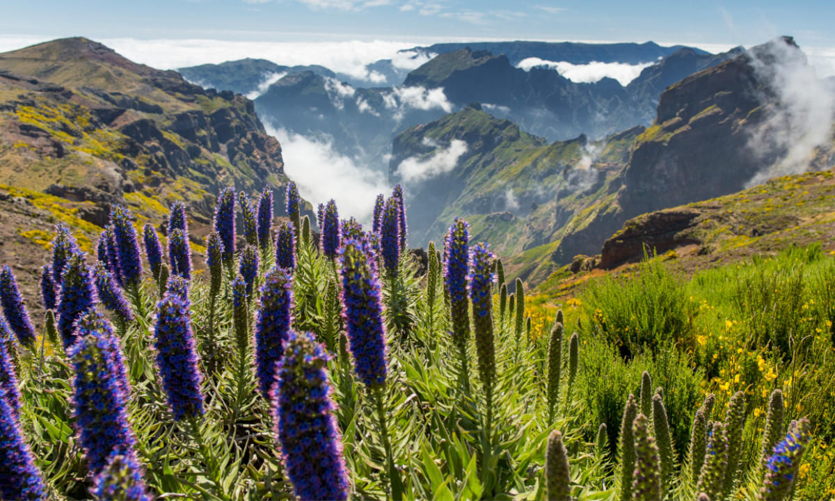 Rennvelo fahren Natur Lavendelfeld Berge Madeira