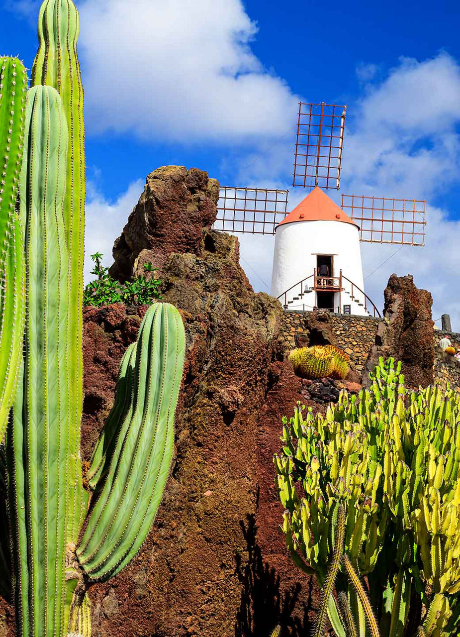 Mühle und Kakteen im Jardin de Cactus