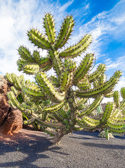 Kaktus im Jardin de Cactus​