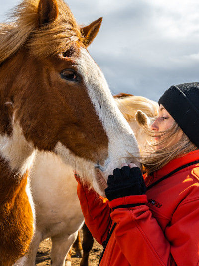 Icelandic horses