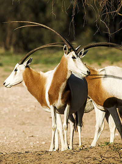 Gazelles