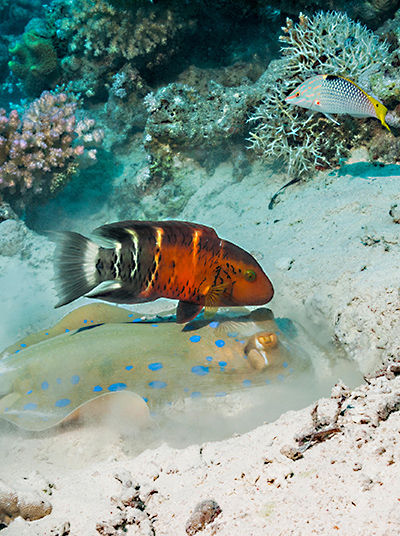 Fish in Red Sea