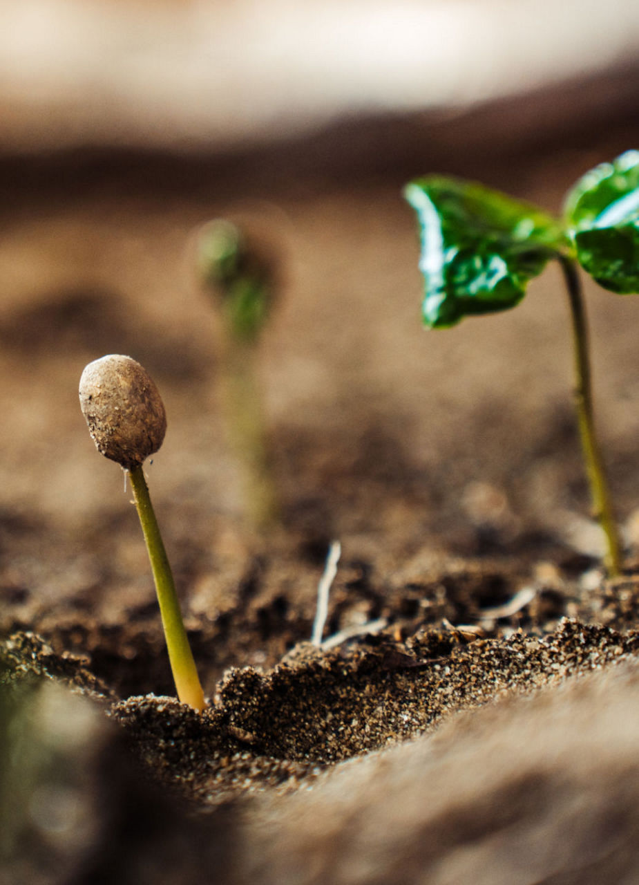 The seedlings are cultivated in the so-called coffee school before they are planted on the plantation