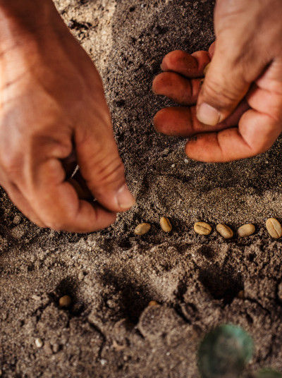 The coffee plant grows from a coffee bean