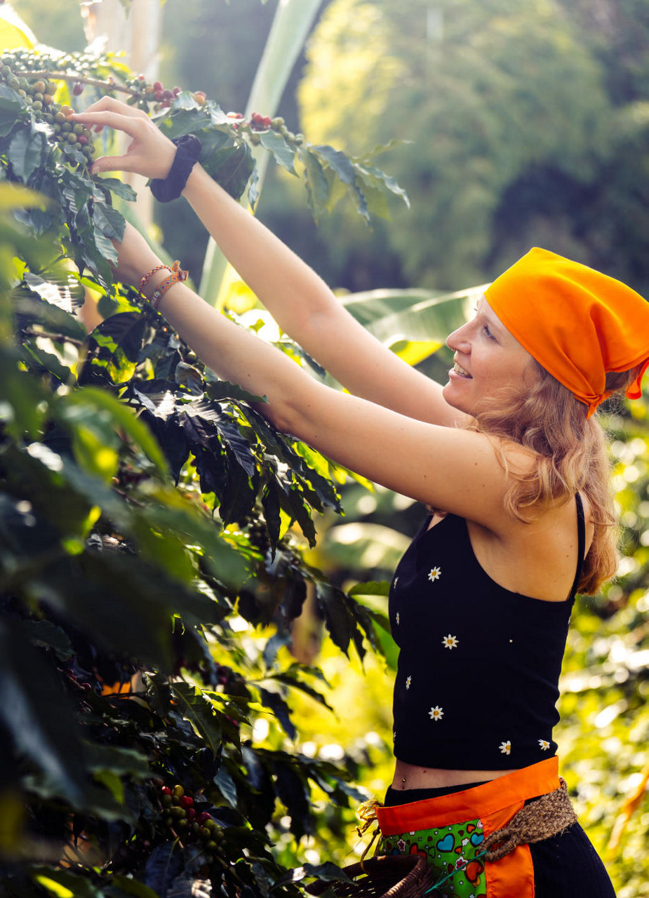 Guests on a coffee tour can take part in the picking process