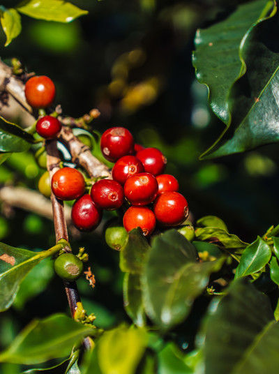 Red, ripe coffee cherries 