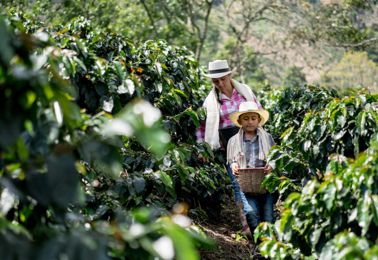 Coffee farm