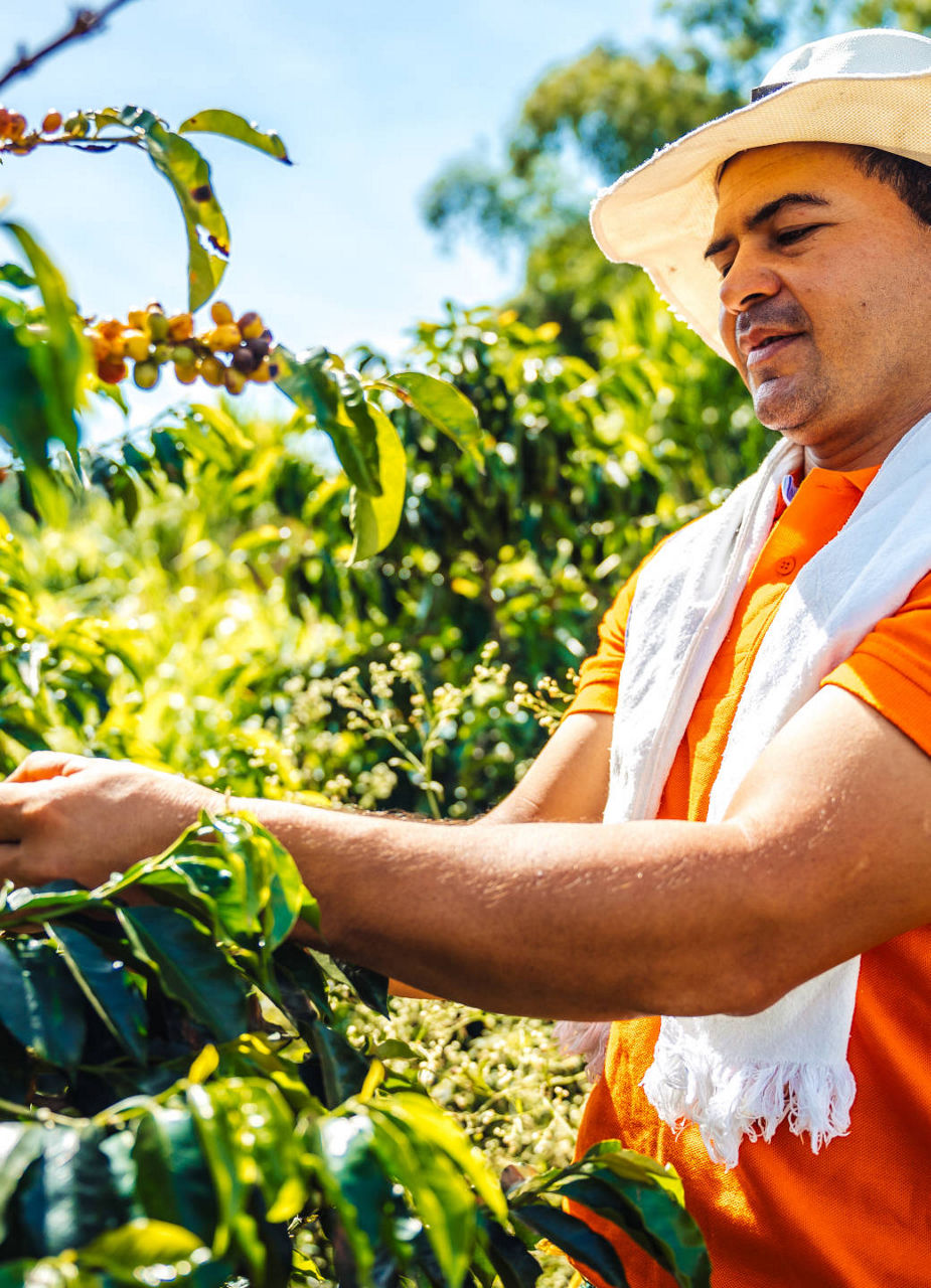 Coffee farmer picking coffee beans