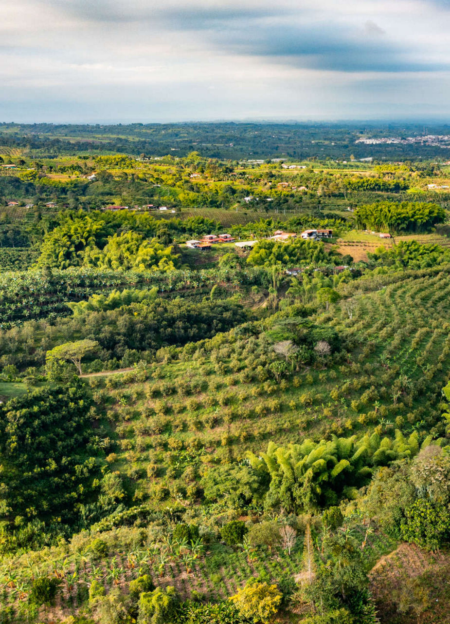 Green landscape