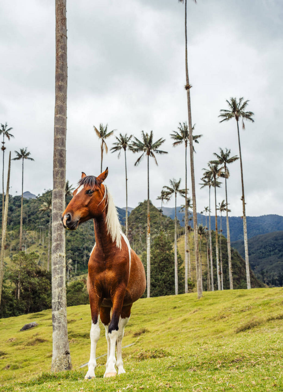 Horse and palm trees