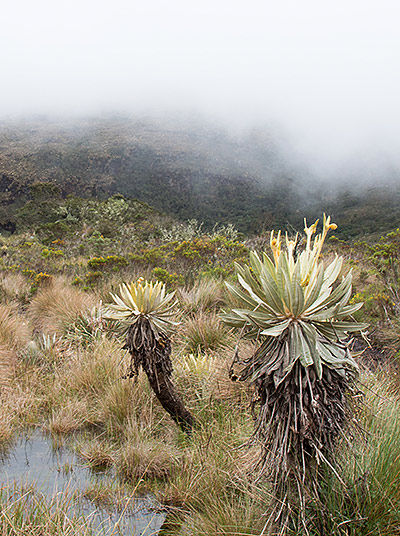 Cloudy day in nature