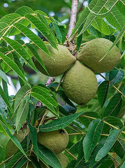 Tree and nuts