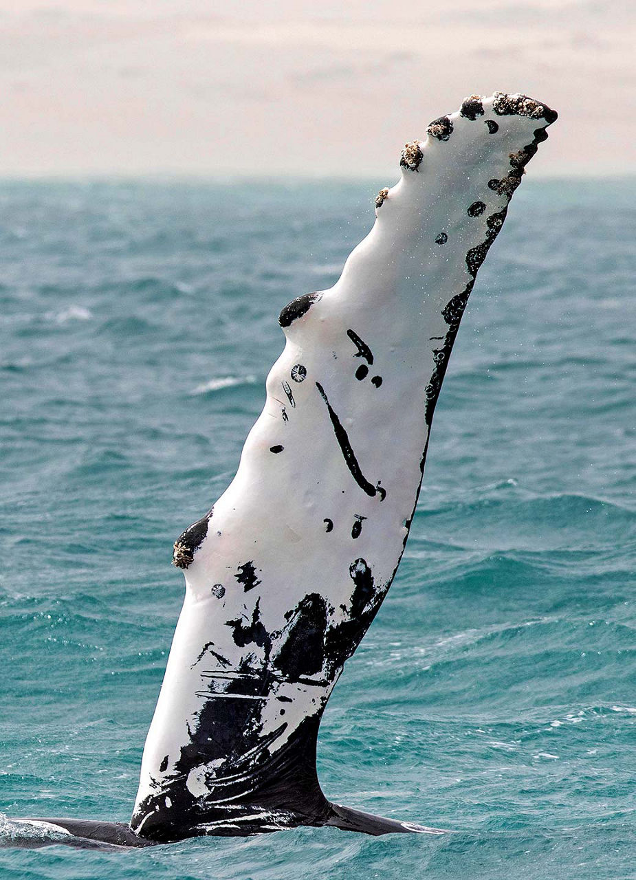 Whale emerging from the water