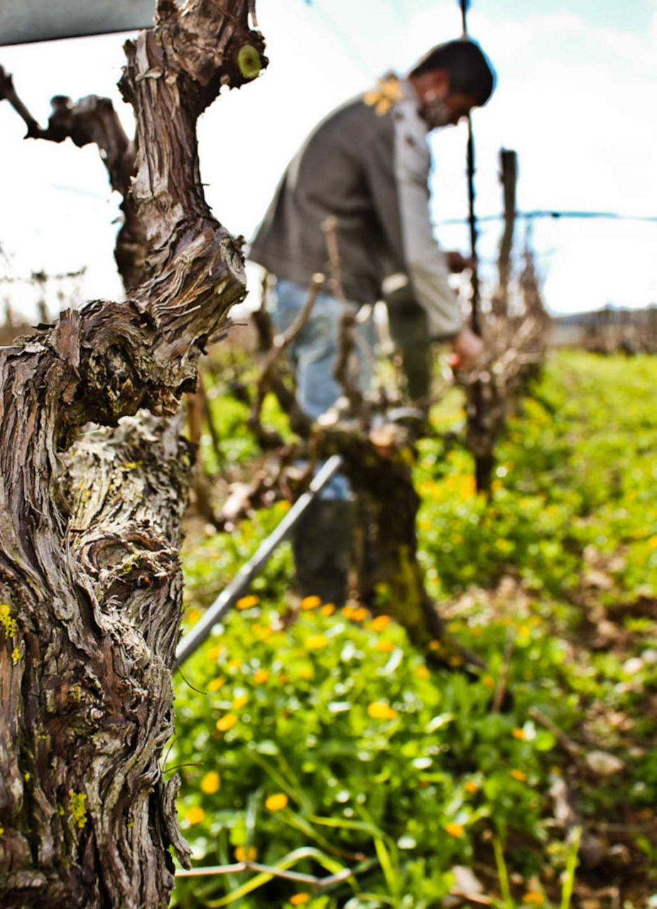 Vines Crete