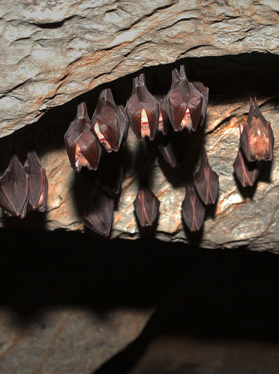 Bats