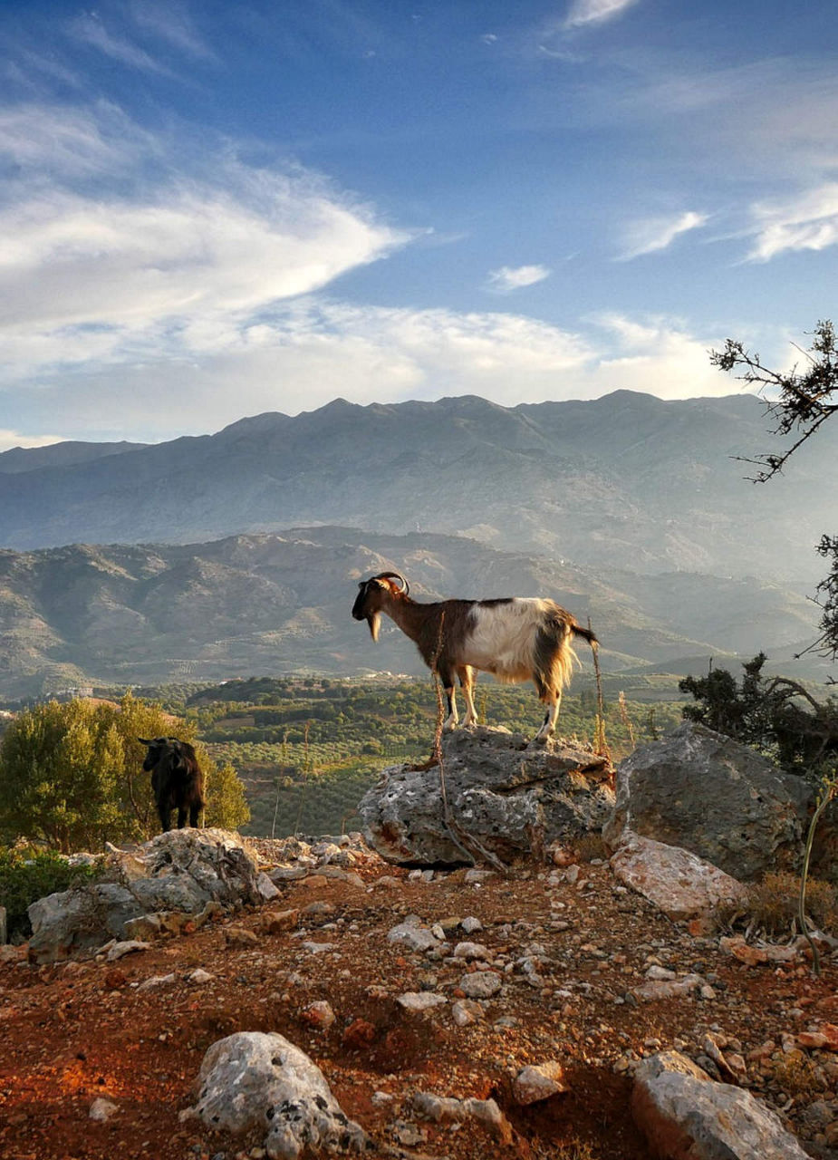 A goat stands on a stone and you can see mountains in the background