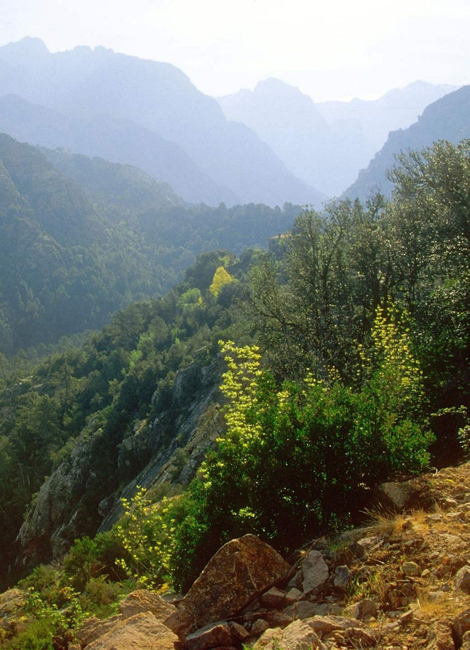 Bonifatu-Wald