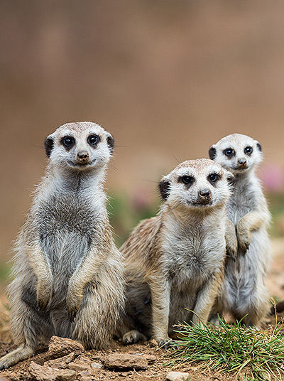 Meerkats