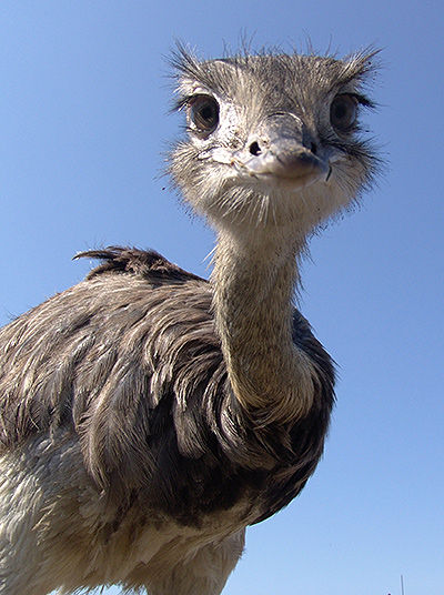 Ostrich