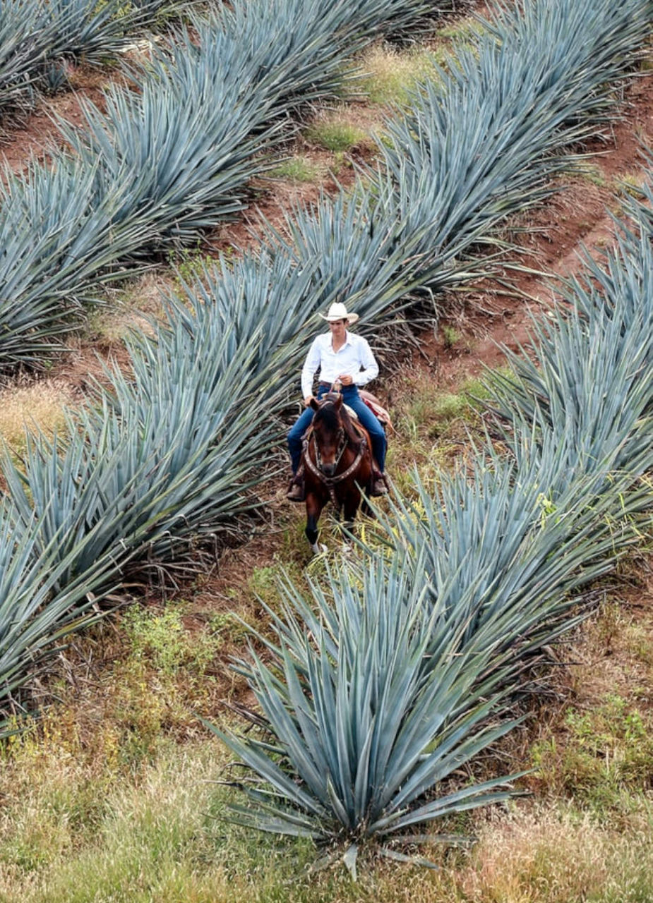 Agave Field and Farmer