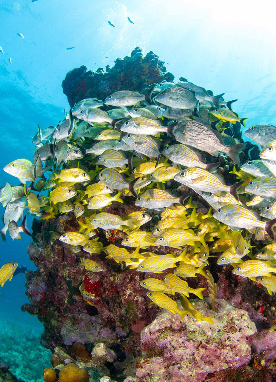 Poissons sur le récif au large d’Isla Mujeres