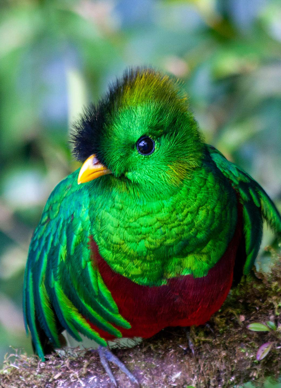 Quetzal