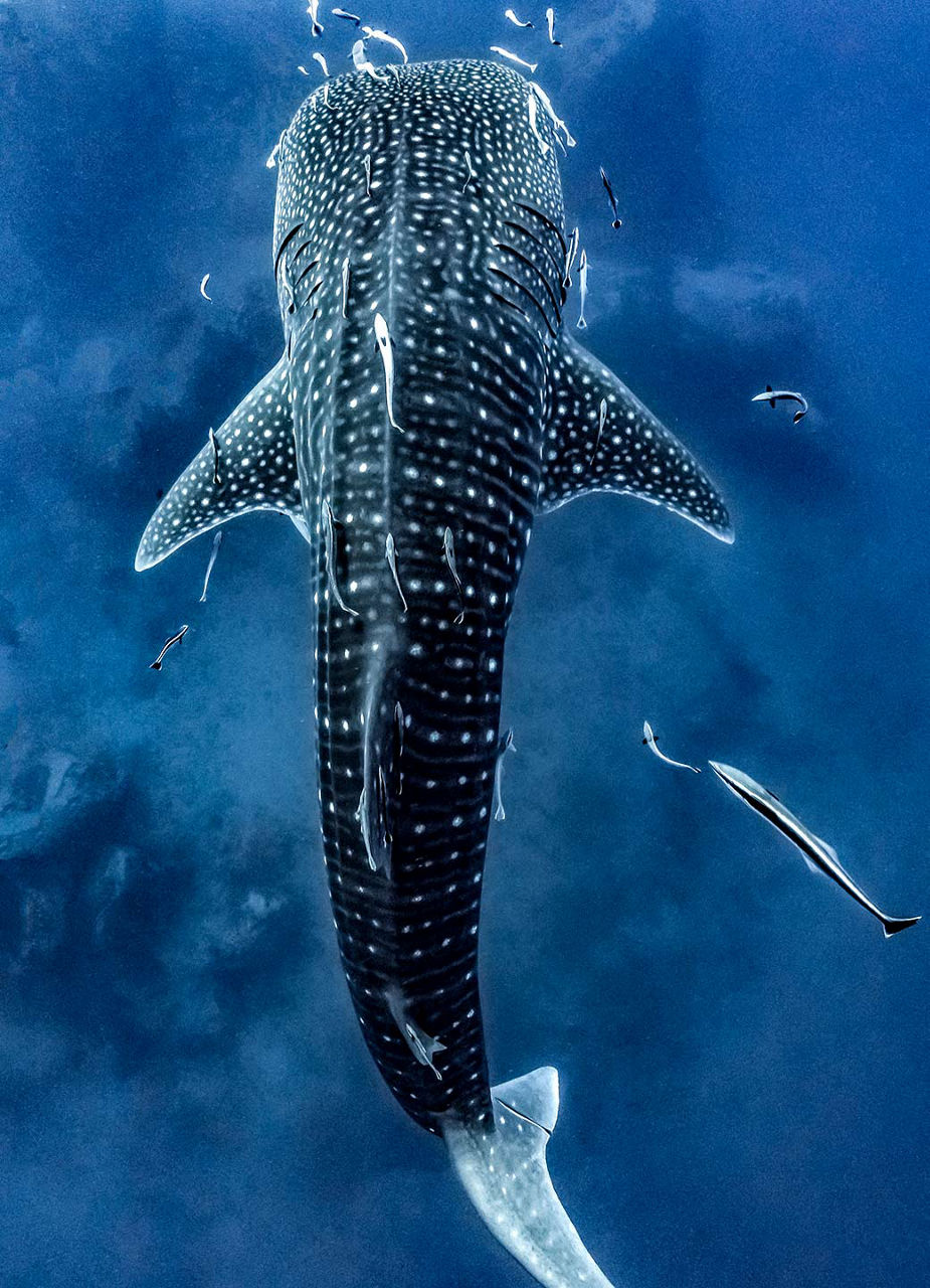 Requin-baleine