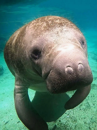 Manatee