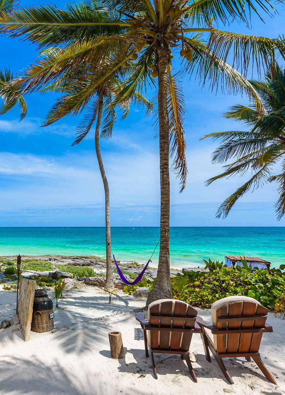 Beach chairs under palm trees