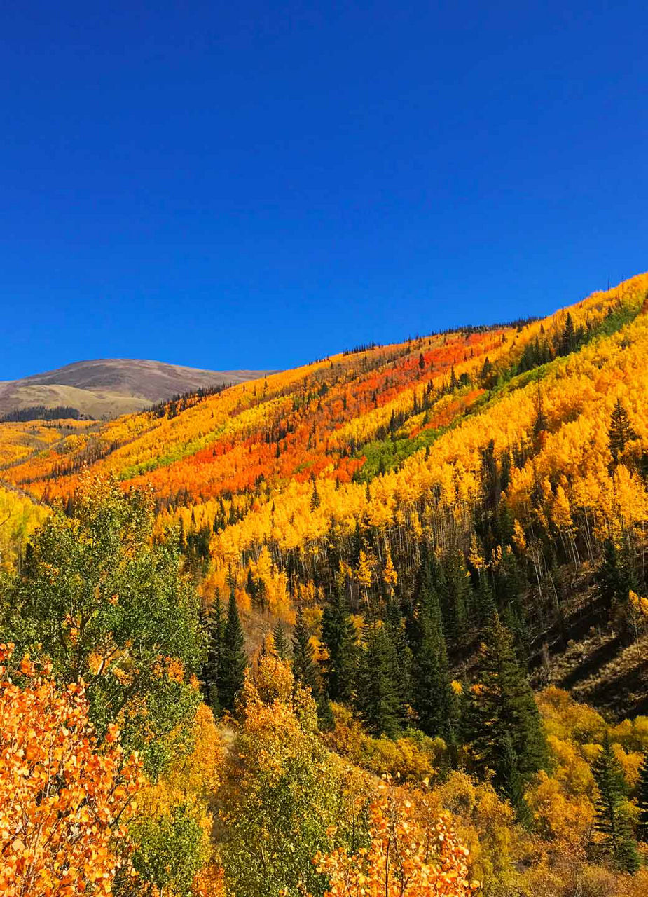 Rio Grande National Forest