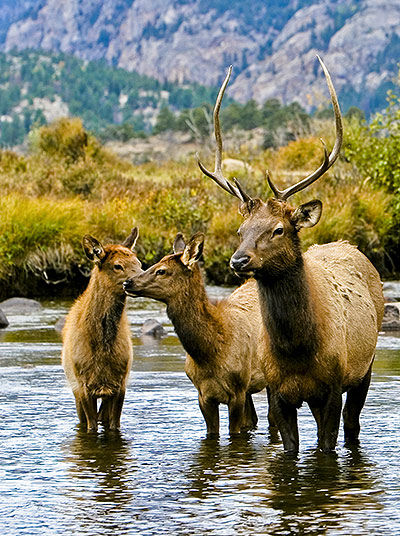 Stag and the deers in the wild