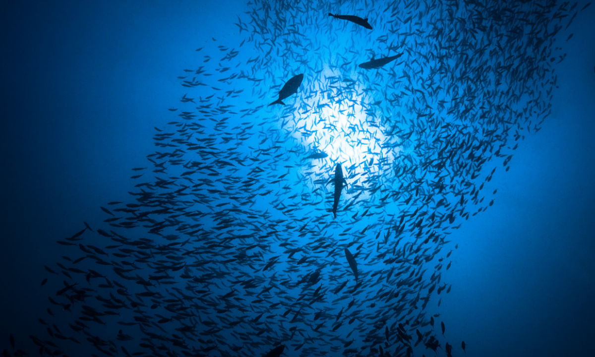 A shoal of fish