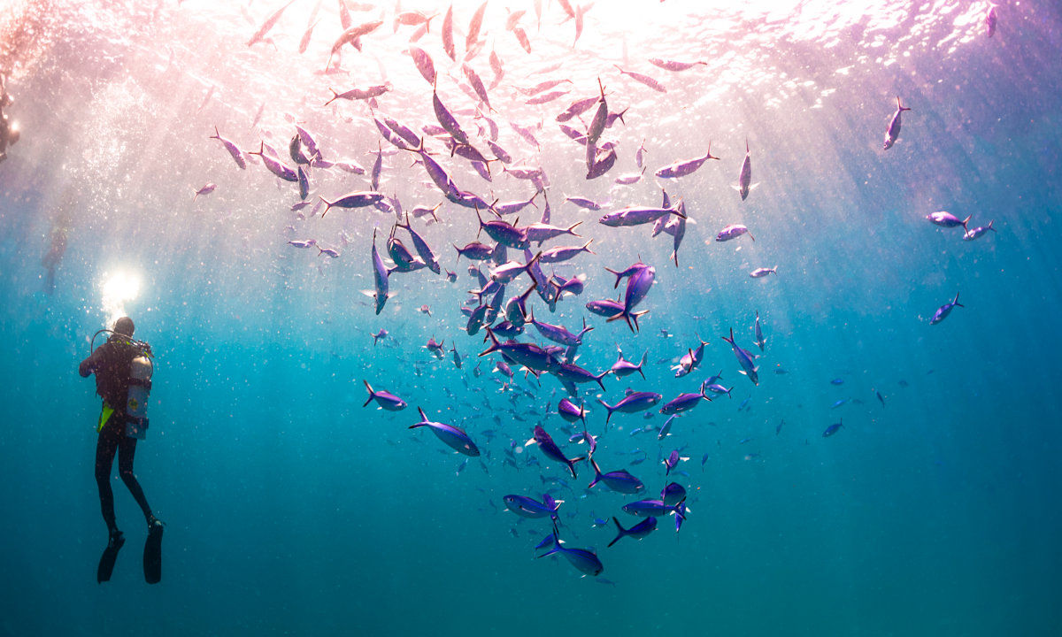 A diver in a shoal of fish