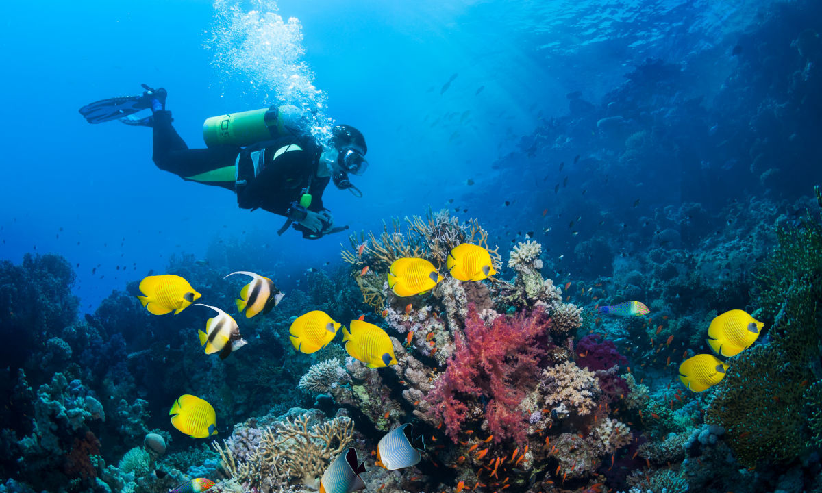 Taucher schwimmt zu den Korallen mit vielen Fischen