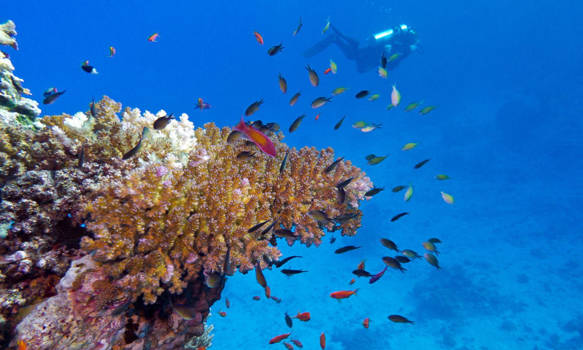 Diver behind coral with lots of fish