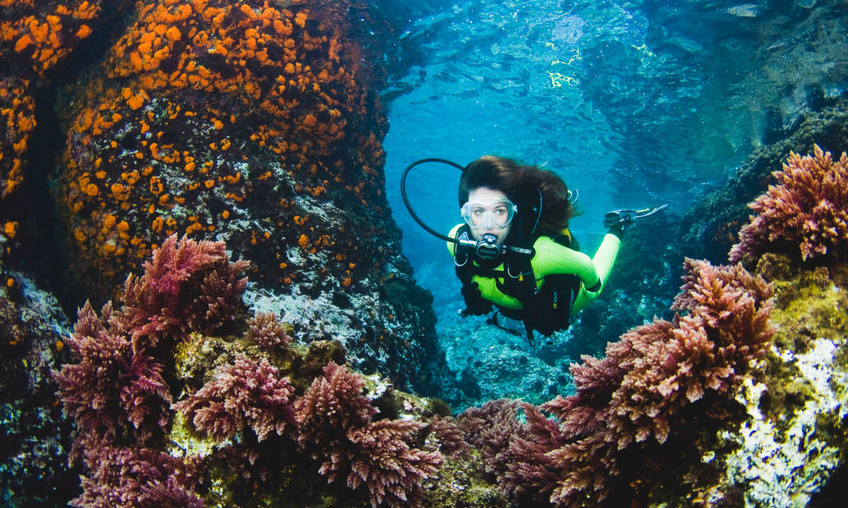 Diver surrounded by many colourful corals