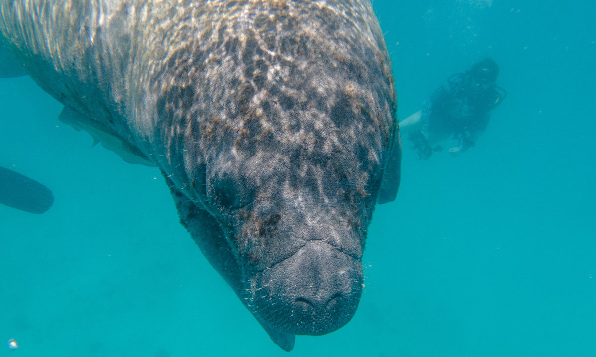 Diving in the Dominican Republic