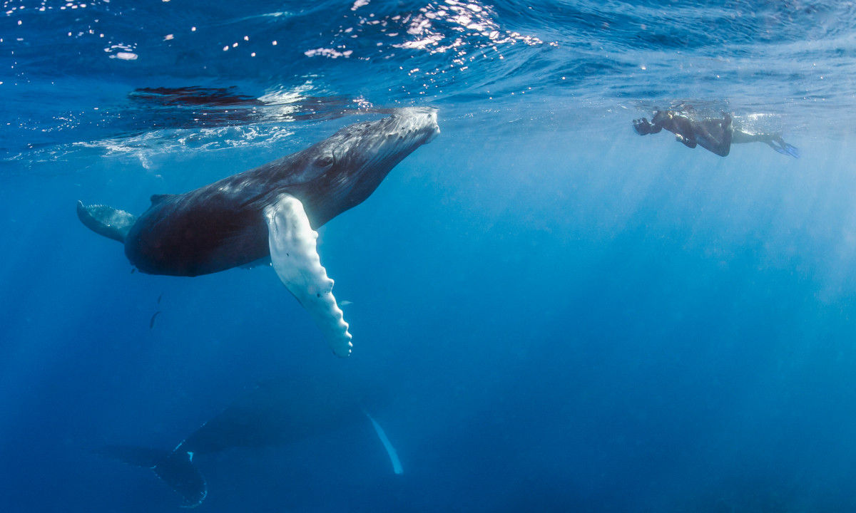 Diving in the Dominican Republic