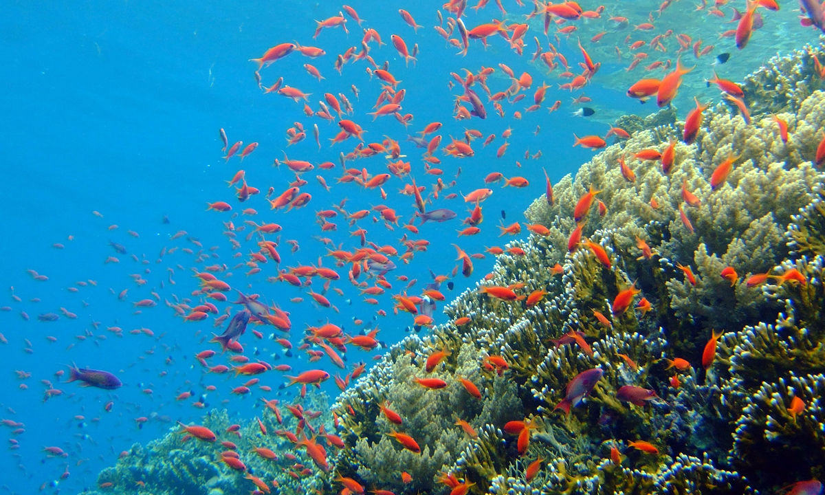 Diving Ras-Mohammed