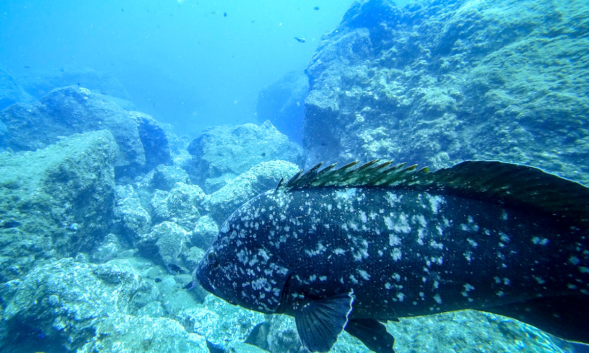 Diving Garajau Nature Reserve