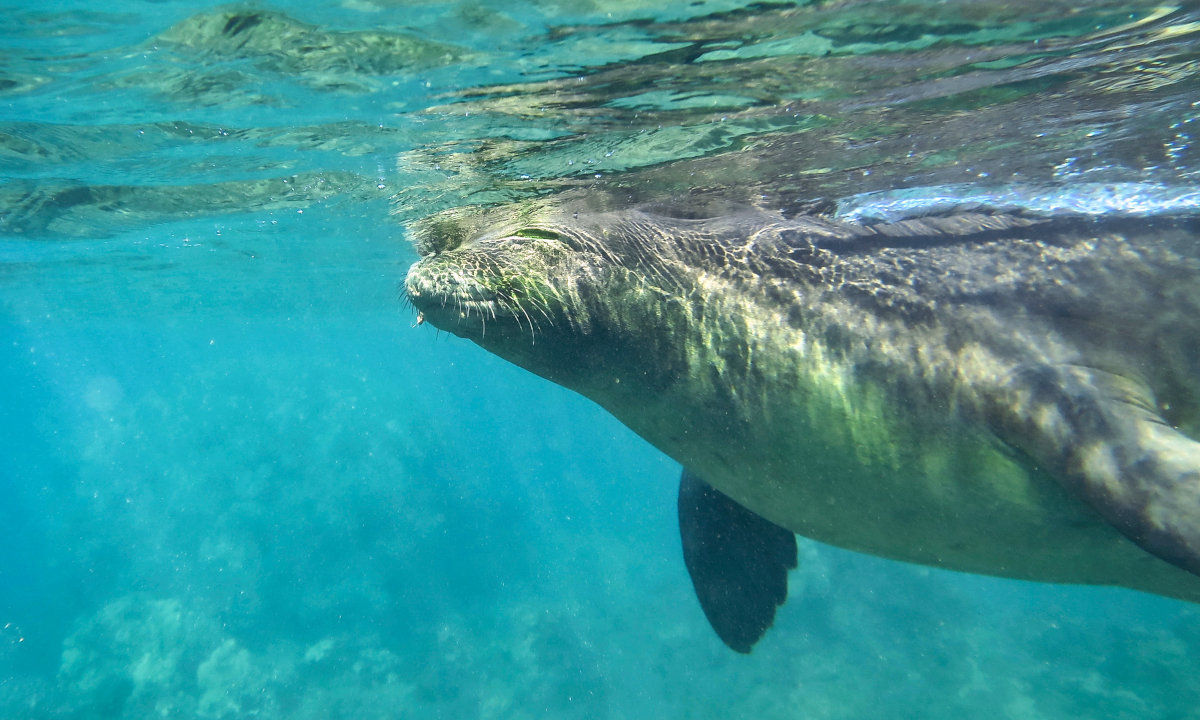 Diving Catamaran cruise