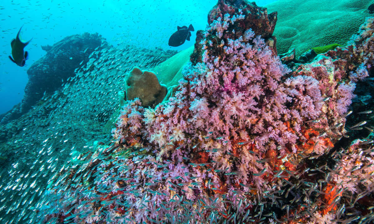 Diving in Phuket