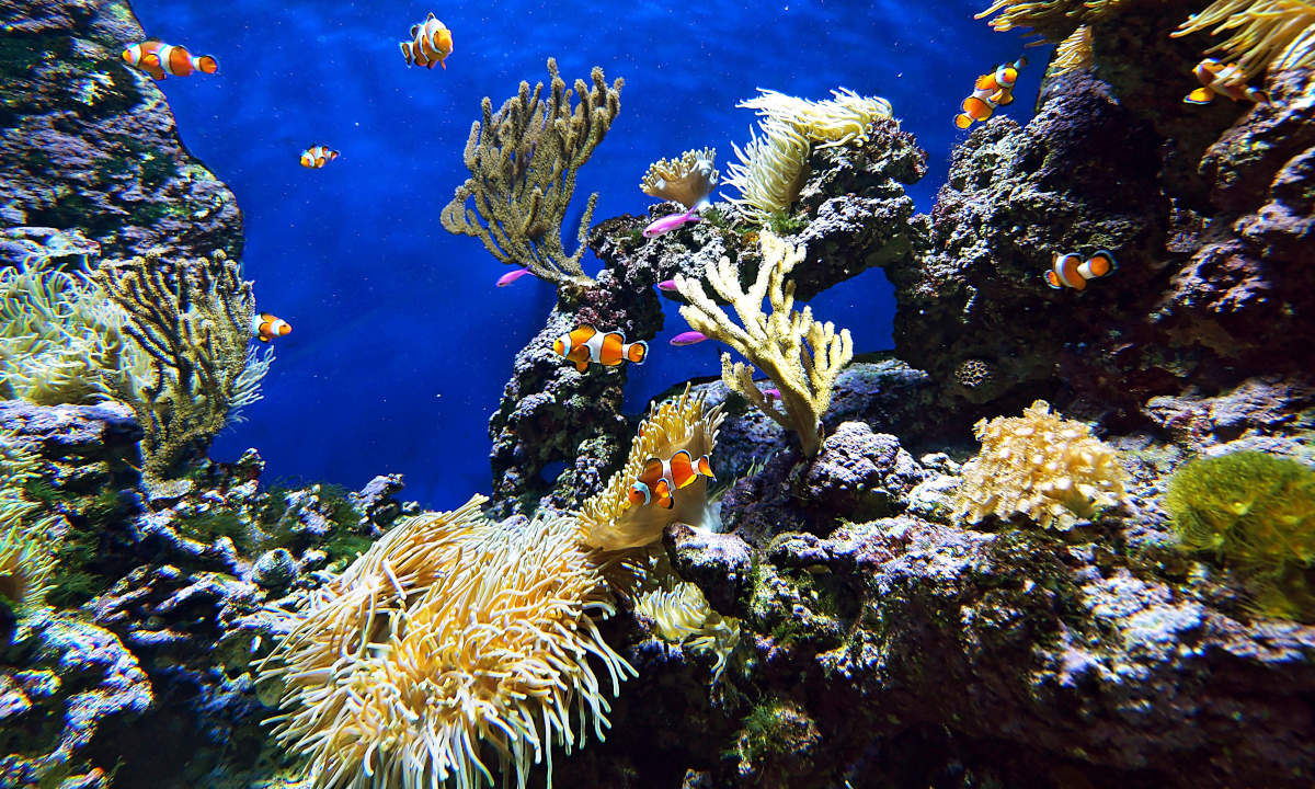  Koh Racha Yai diving