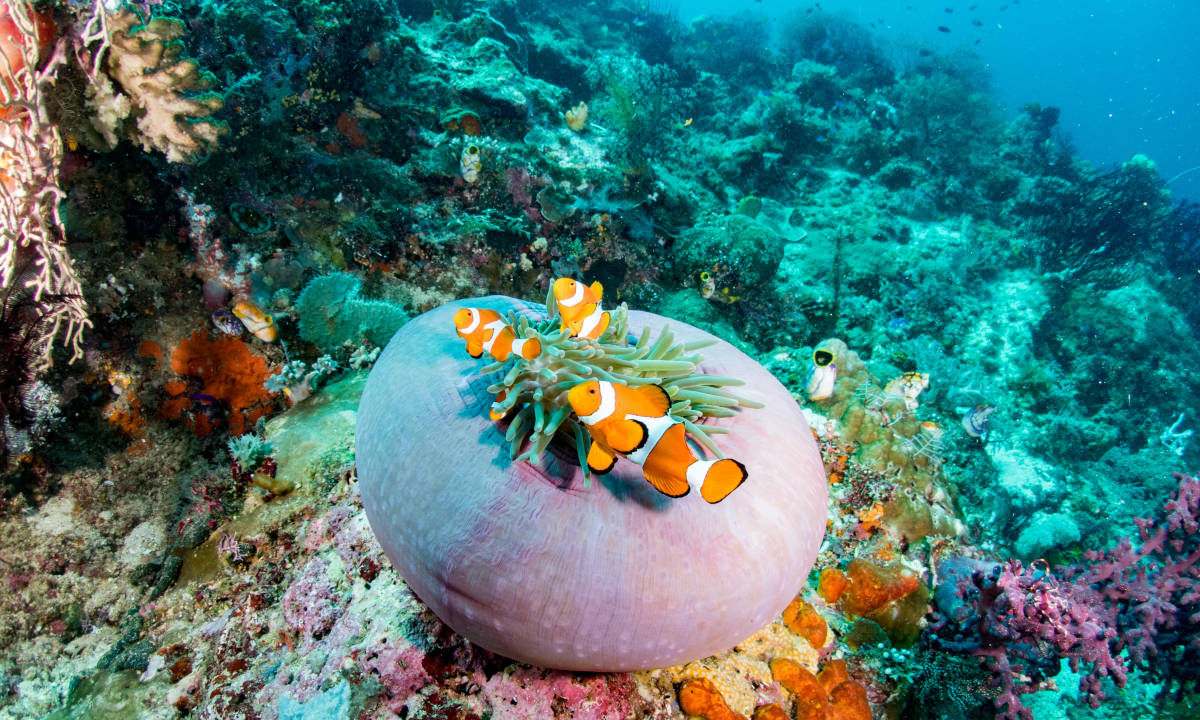 Shark point diving