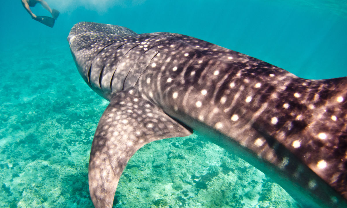 Diving Ari Atoll