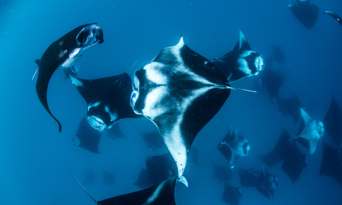 Diving Baa Atoll