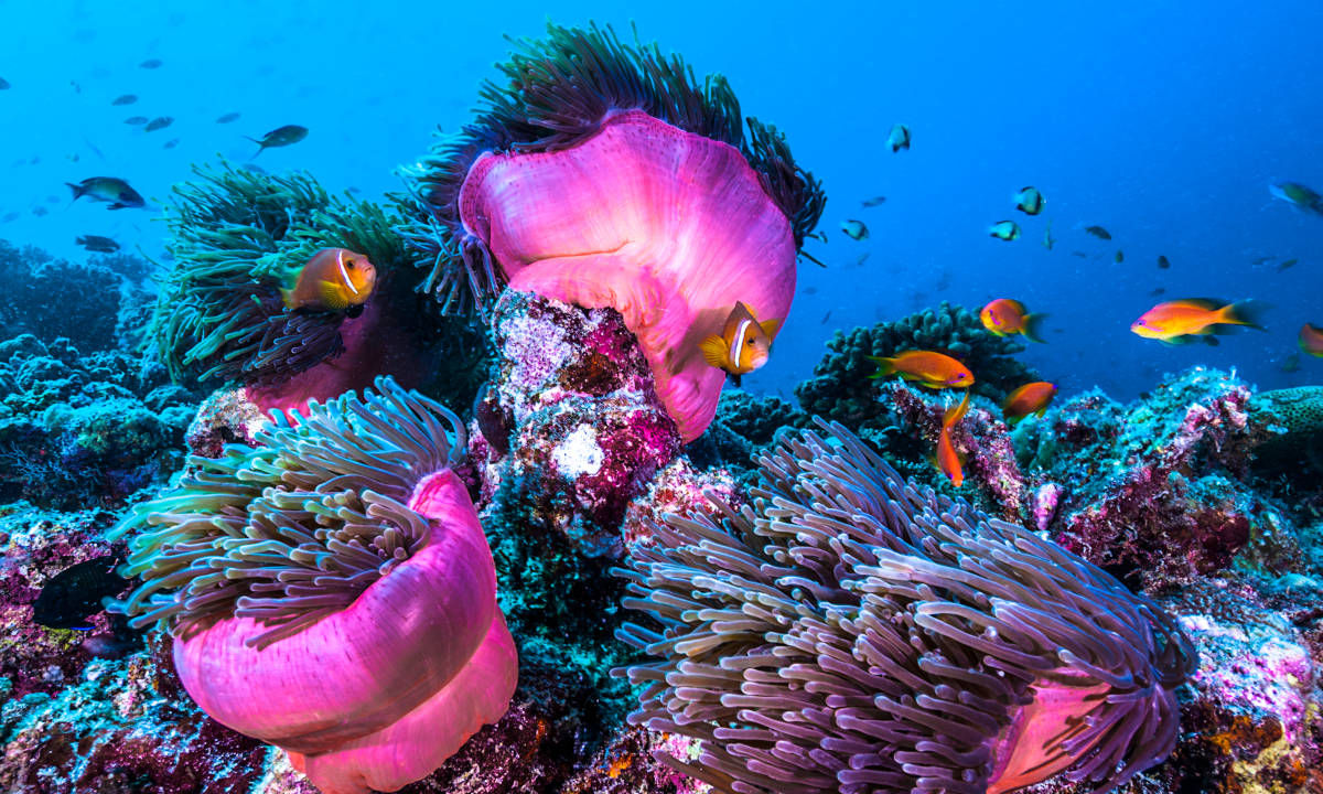 Diving in the Maldives